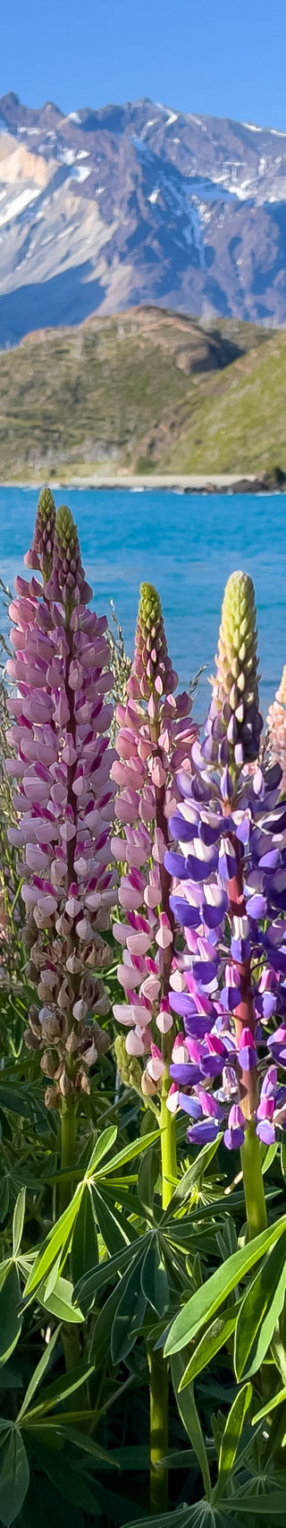 Colorful lupines by turquoise lake and mountains