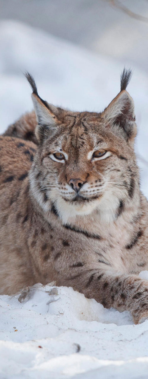 Lynx resting in snowy forest setting