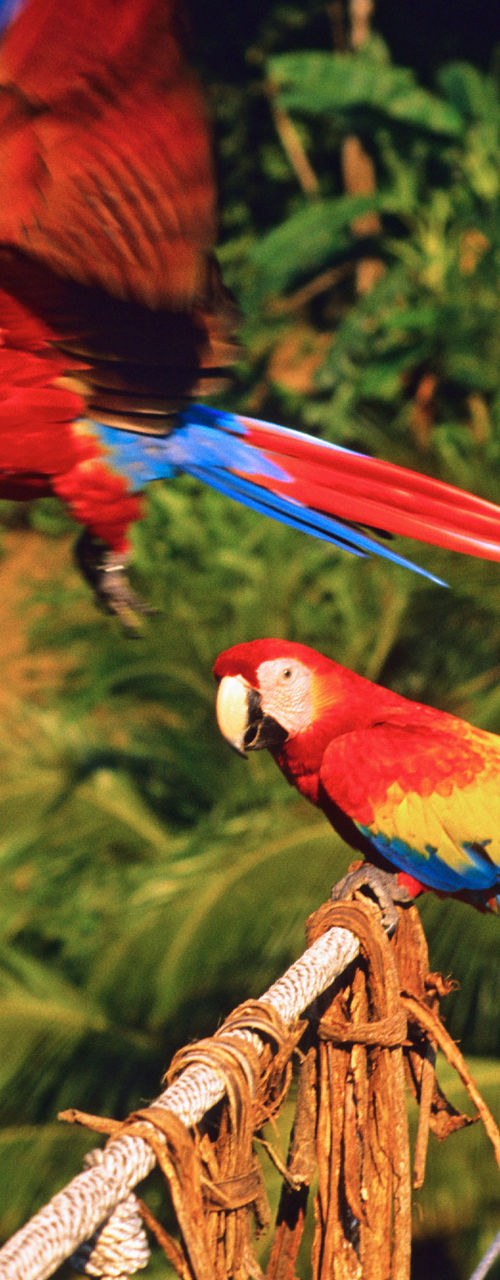 Scarlet macaws on jungle rope bridge