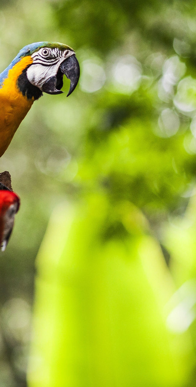 Colorful parrots perched in tropical forest