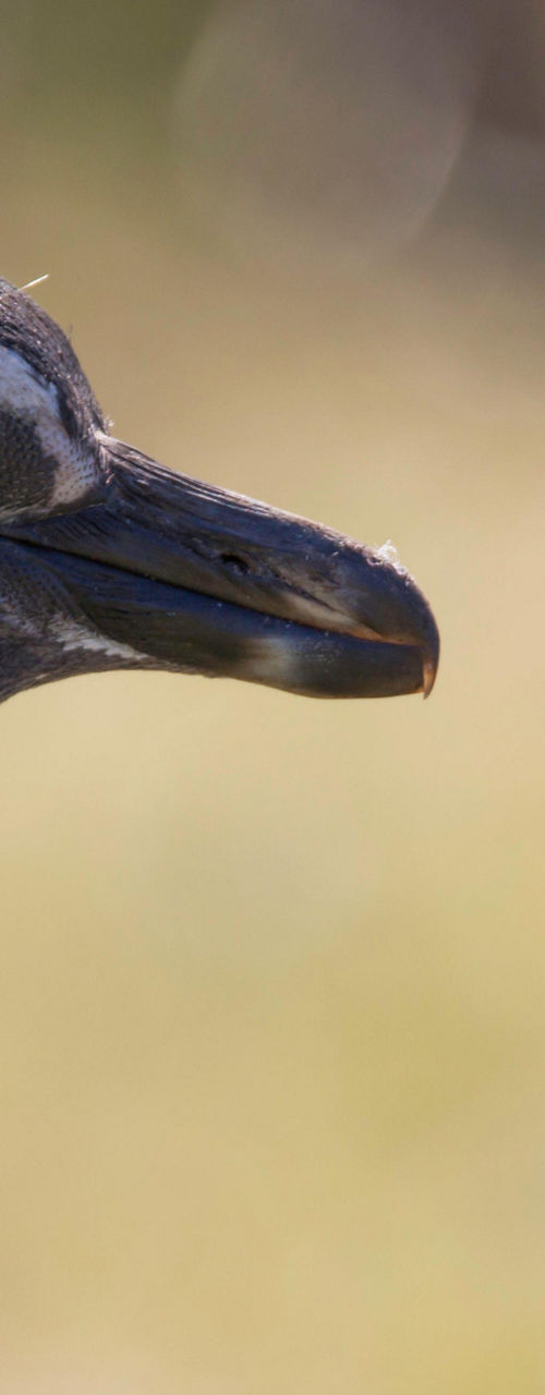 Close-up of a Magellanic penguin outdoors