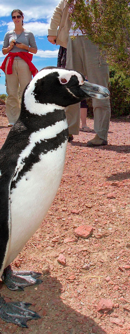 Penguin surrounded by tourists in nature