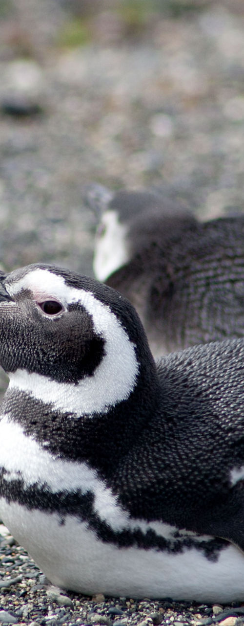 Magellanic penguins resting on rocky shore