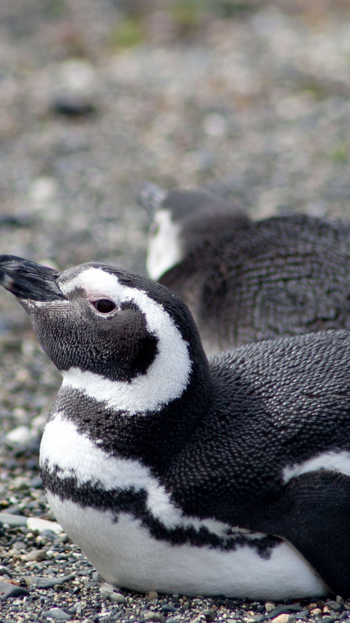 Magellanic penguins resting on rocky shore