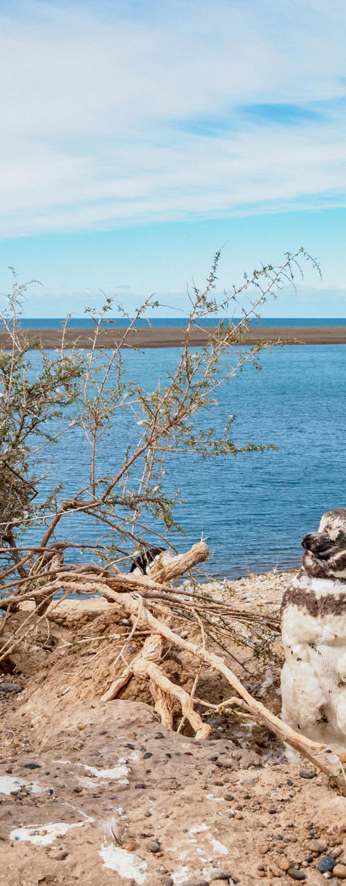 Magellanic Penguins by Coastal Landscape
