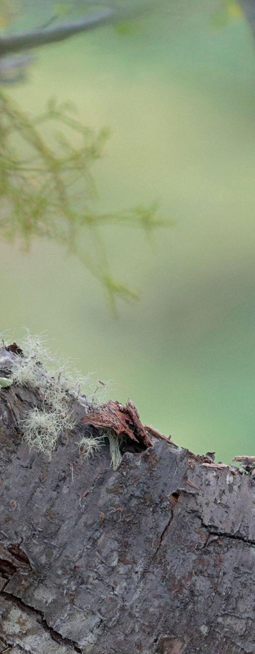 Black woodpecker perched on tree trunk