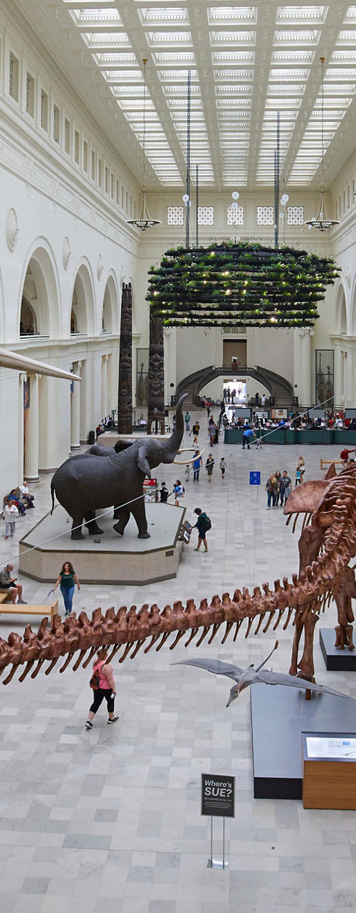 Dinosaur skeletons in museum grand hall