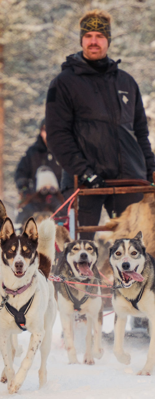 Dog sledding in snowy forest landscape