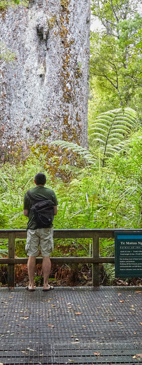 Man admiring ancient kauri tree in forest