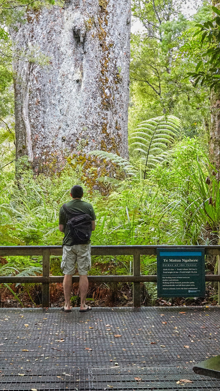 Man admiring ancient kauri tree in forest