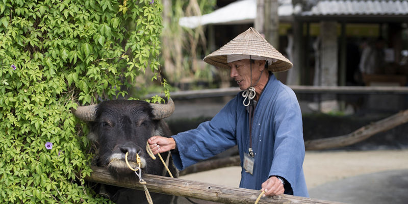 Man with water buffalo in rural setting