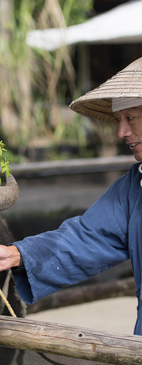 Man with water buffalo in rural setting