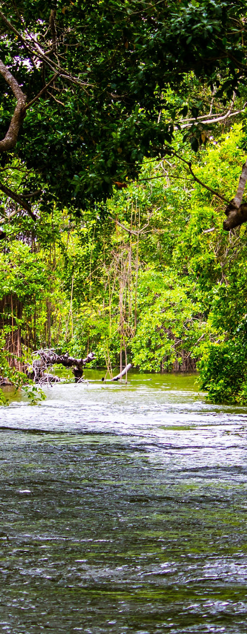 Serene mangrove waterway surrounded by lush greenery