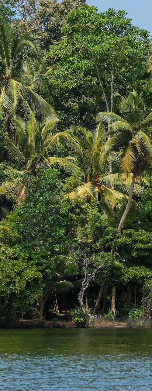 Tropical forest by calm water