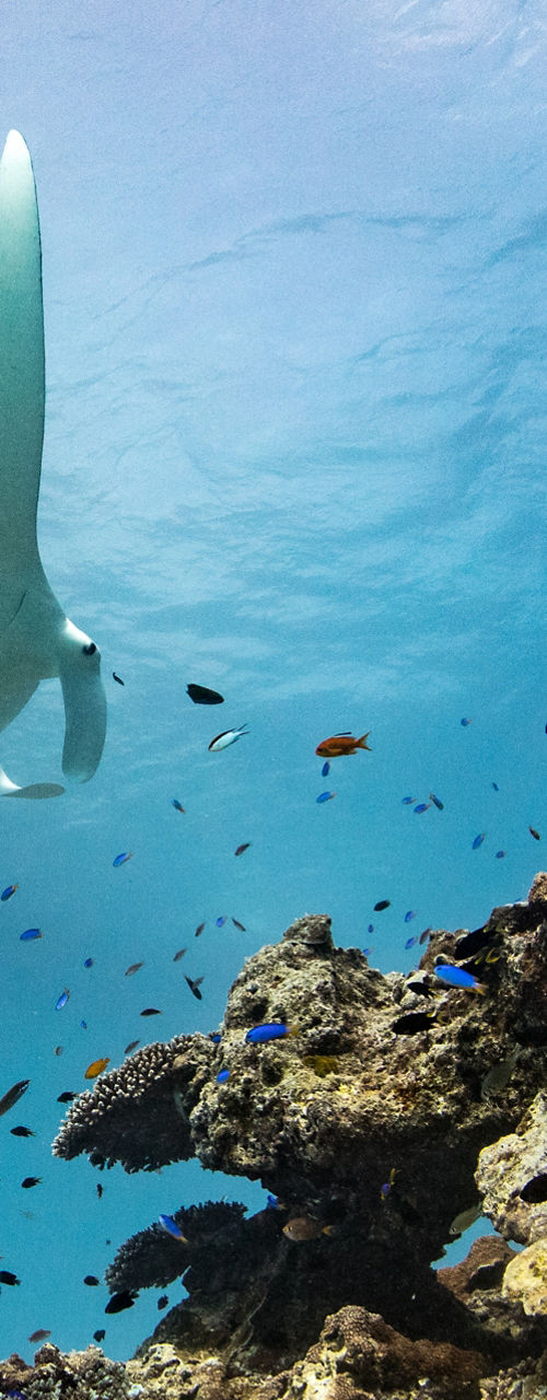 Majestic manta ray gliding over coral reef