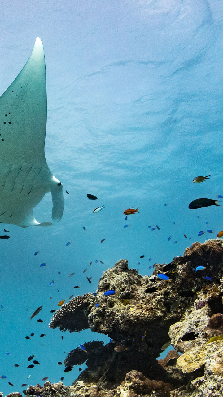 Lady Elliot Island