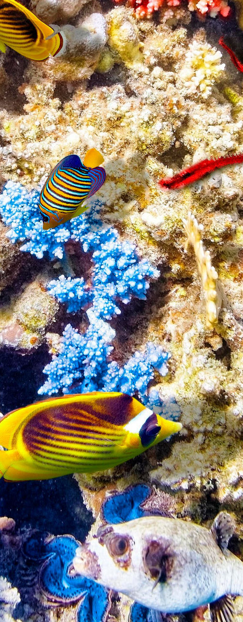 Vibrant coral reef with tropical fish