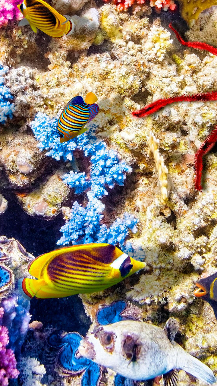The Great Barrier Reef