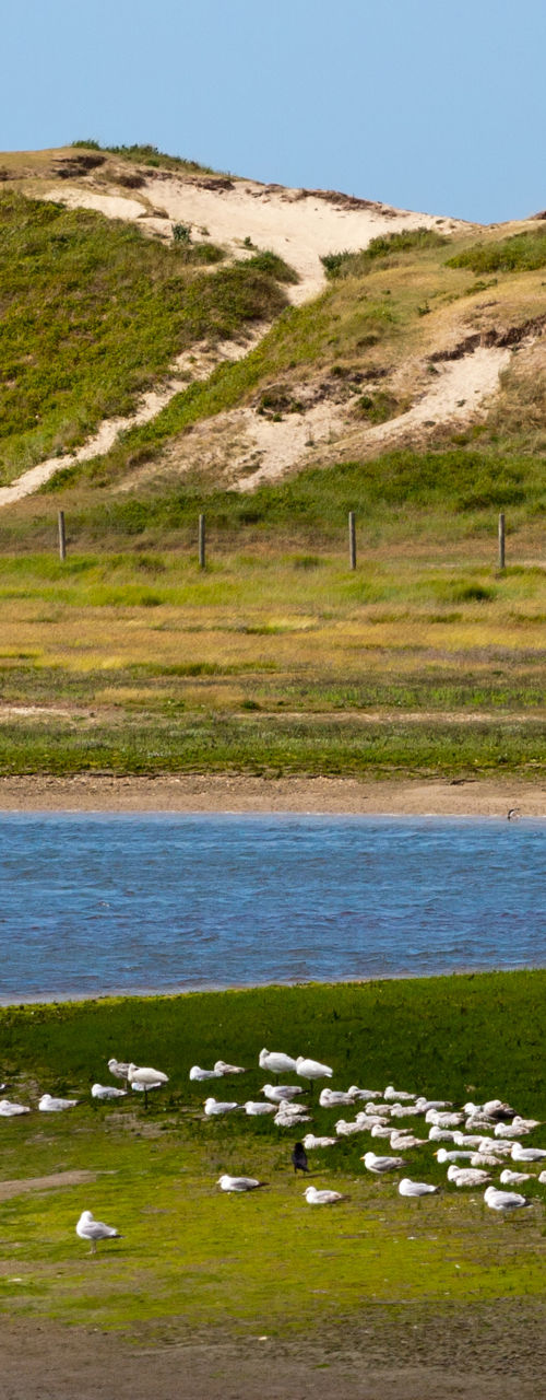 Coastal landscape with birds and sculpture