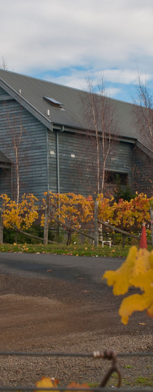 Rustic vineyard with autumn foliage