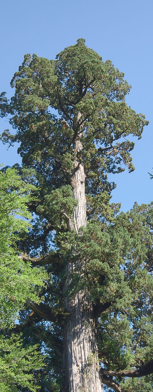 Towering sequoia tree in forest setting