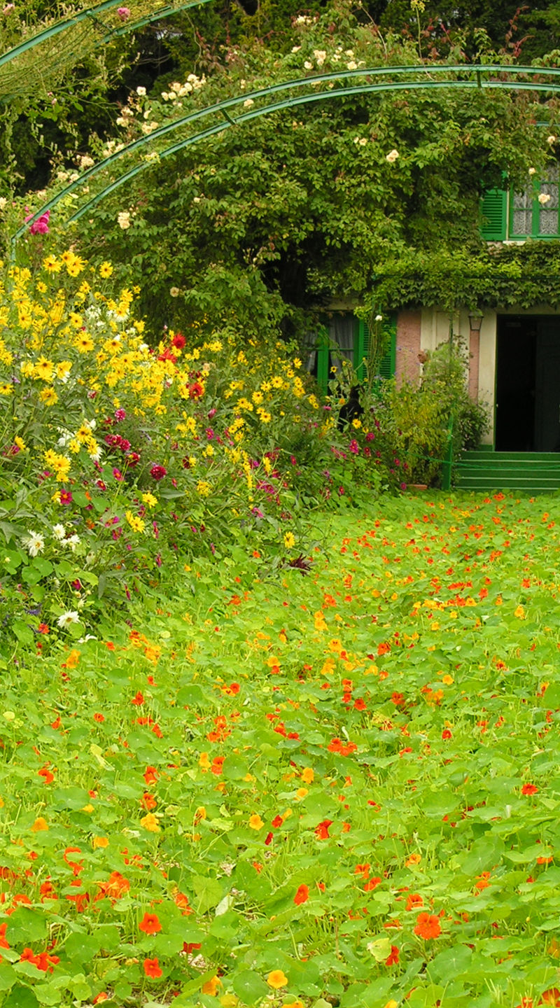 Vibrant garden path with colorful flowers