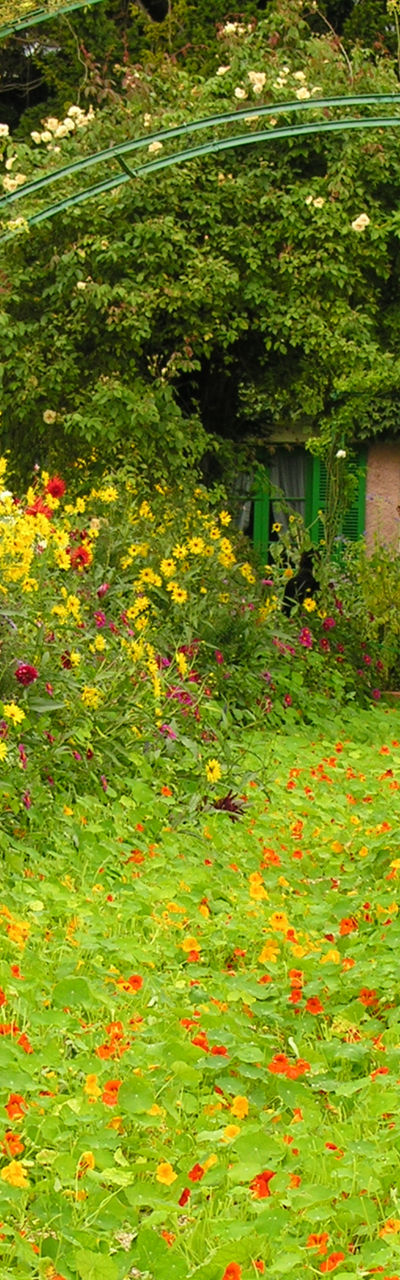 Vibrant garden path with colorful flowers
