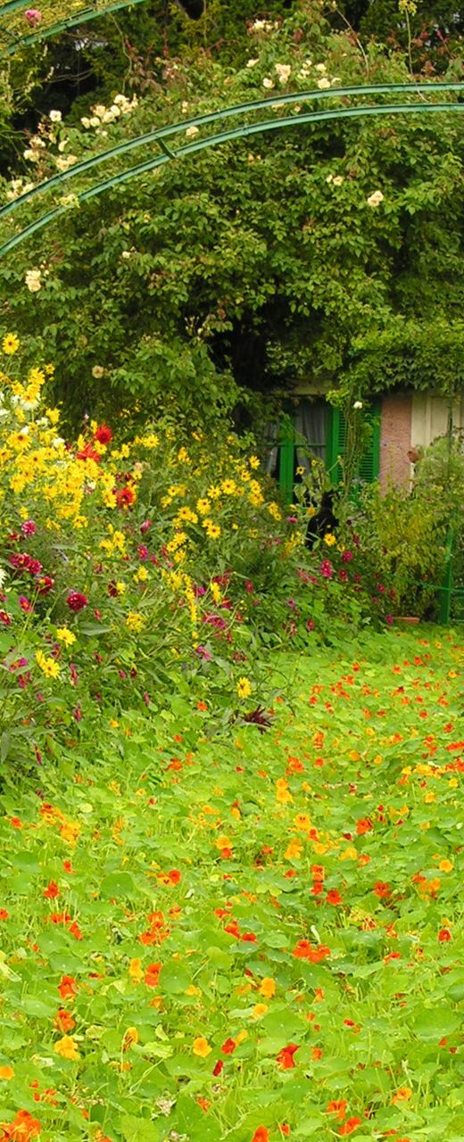 Vibrant garden path with colorful flowers