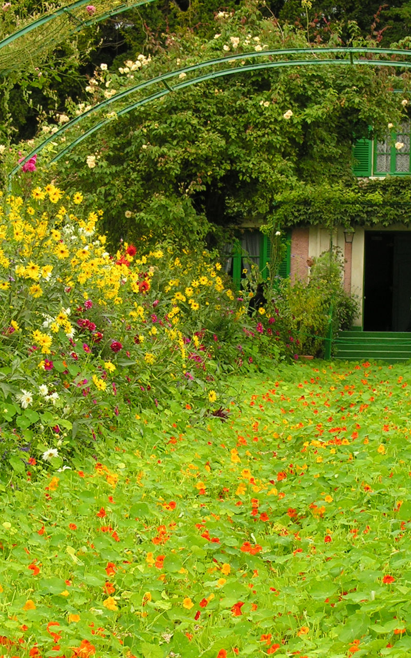 Vibrant garden path with colorful flowers