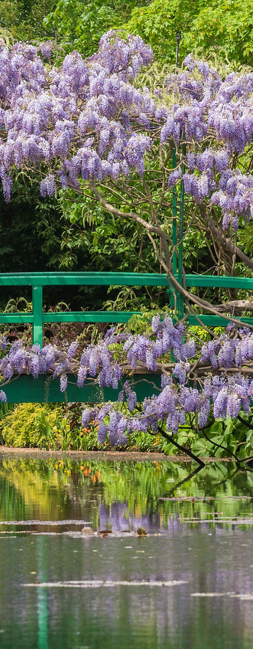 Scenic garden with wisteria and bridge