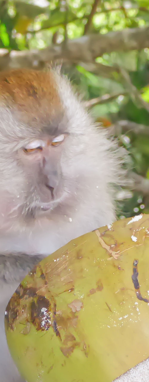 Monkey with coconut on sandy beach