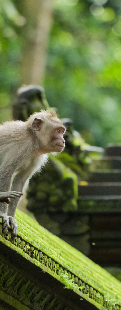 Monkey perched on moss-covered temple roof