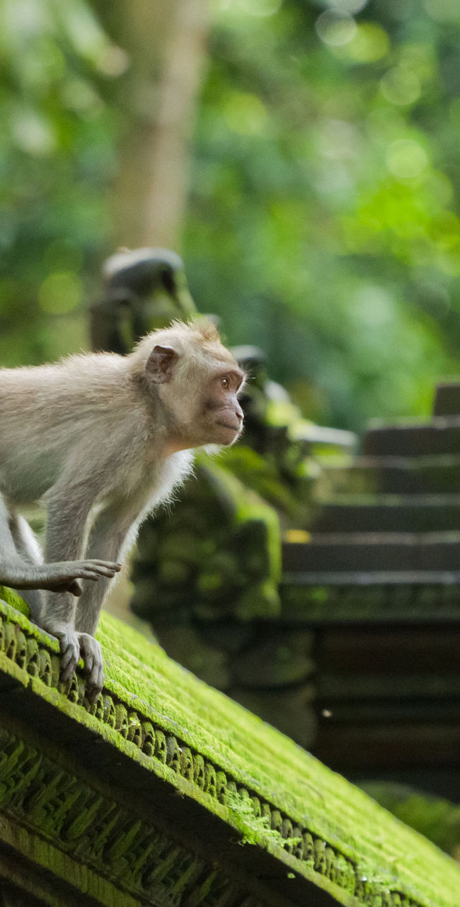 Monkey perched on moss-covered temple roof