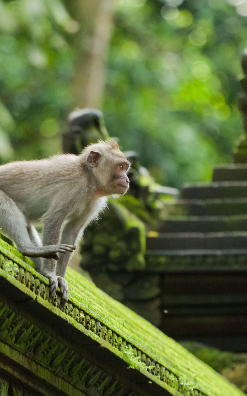 Monkey perched on moss-covered temple roof