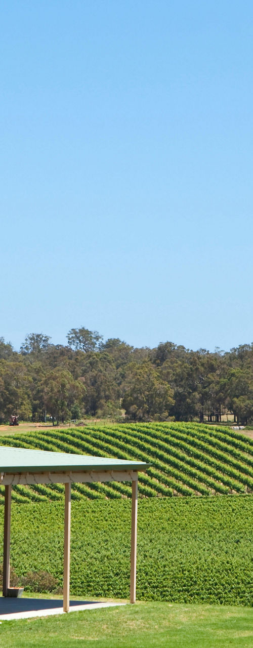 Countryside vineyard with rustic building