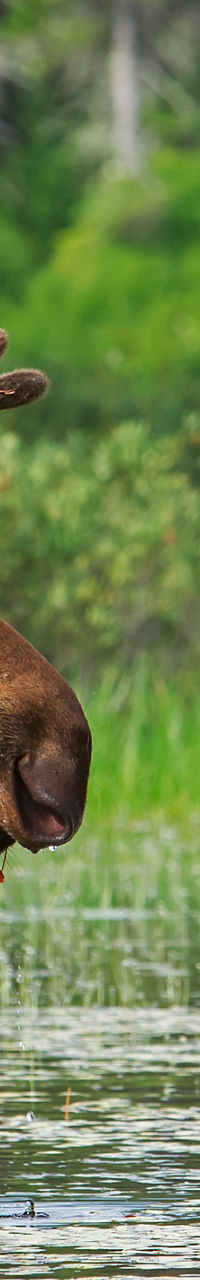 Moose standing in forested wetland