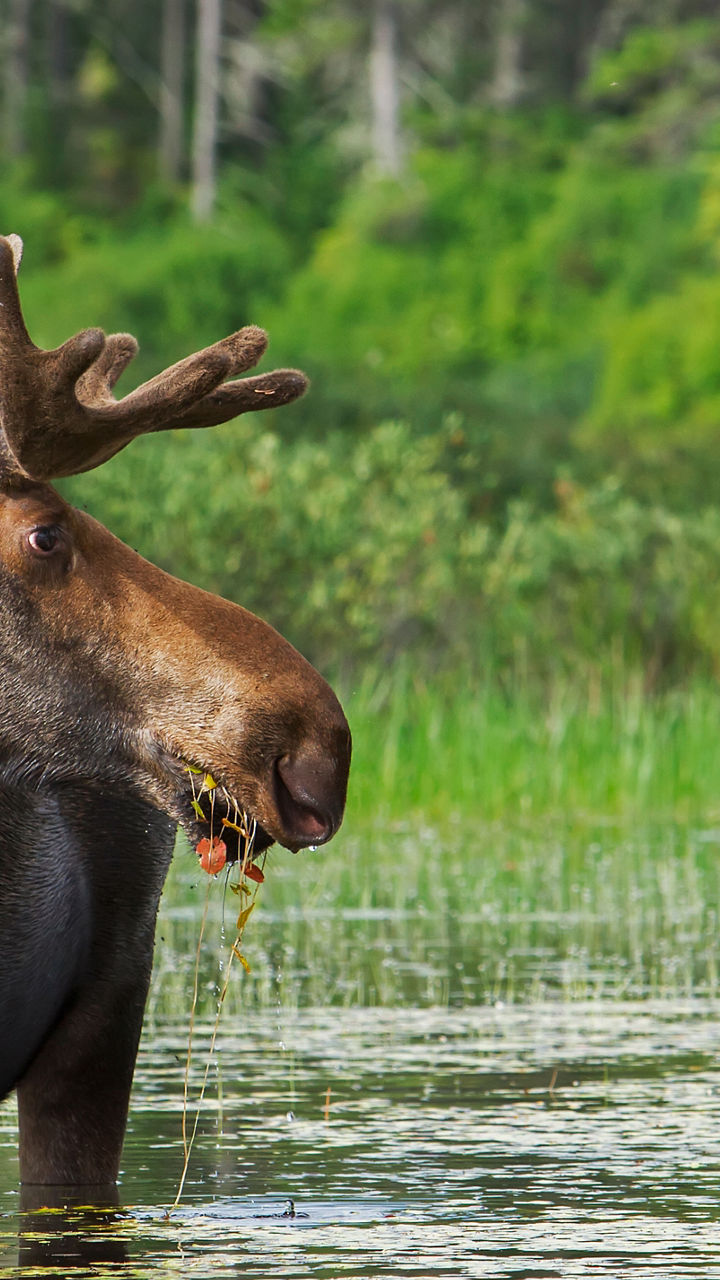 Moose standing in forested wetland