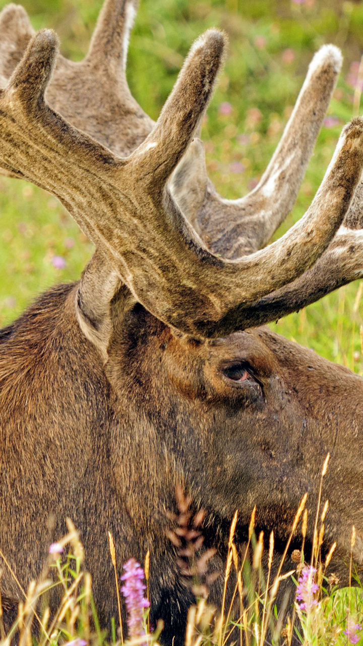 Majestic moose resting in wild meadow