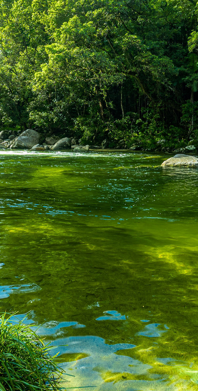 Serene forest river with lush greenery