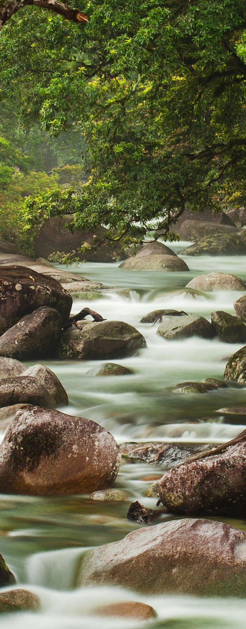 Serene river flowing through lush forest