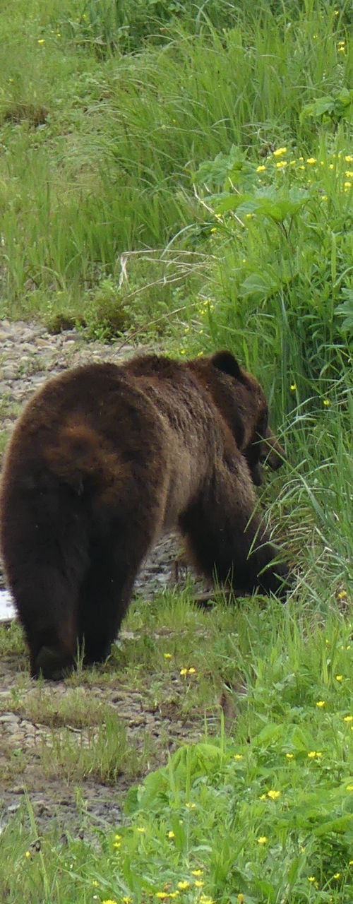 Mother bear and cub by riverside
