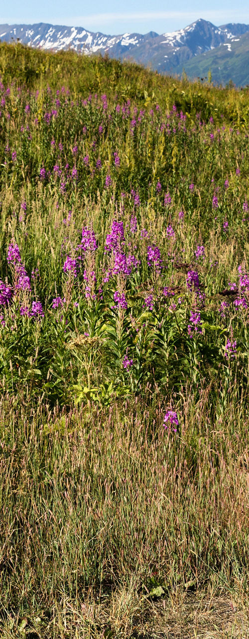 Two women embracing in mountain meadow