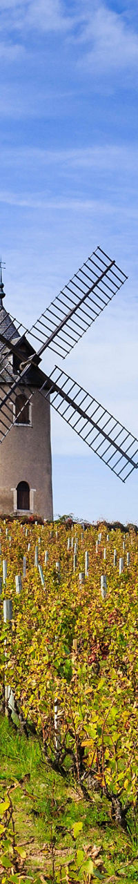 Scenic vineyard with historic windmill