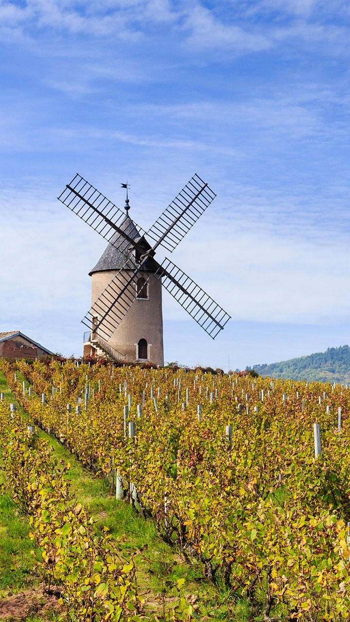 Scenic vineyard with historic windmill
