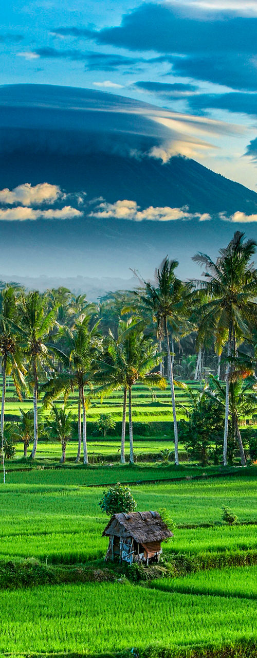 Lush rice fields with mountain backdrop