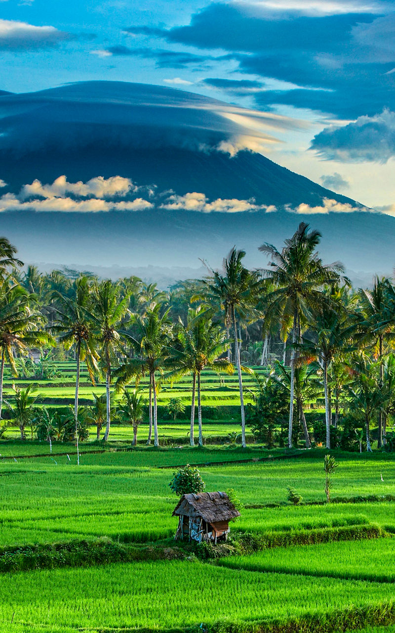 Lush rice fields with mountain backdrop