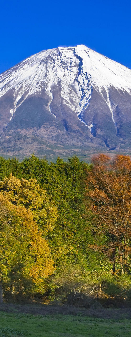Snow-capped Mount Fuji with forest view