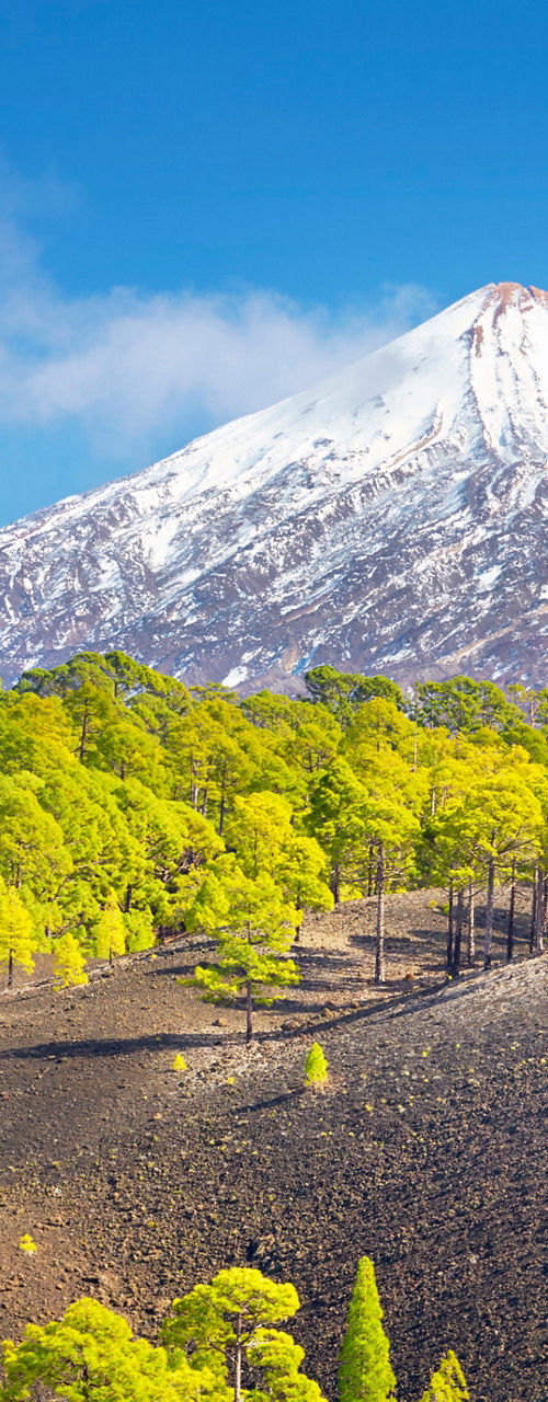 Snow-capped mountain with lush green forest