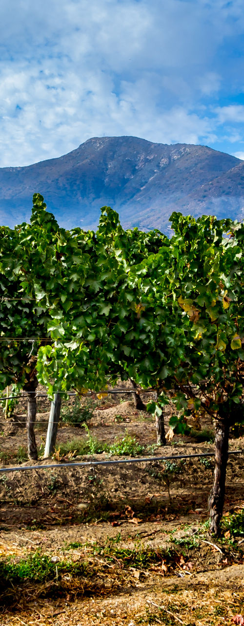 Vineyard landscape with mountain backdrop