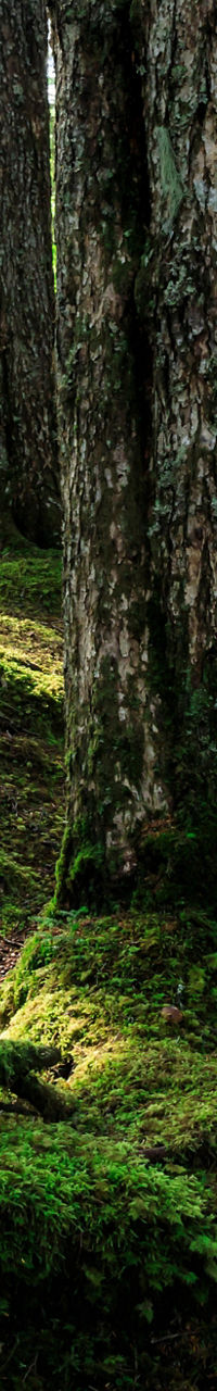 Wooden trail through lush forest scenery